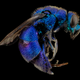 Illustration for article titled Close-Up Bee Portraits Are A Glimpse Into A Gorgeously Weird World